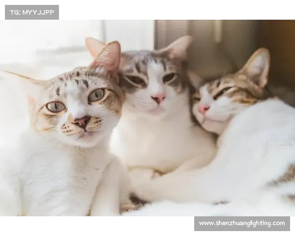 猫与鼠的奇异友谊:跨越天性界限的深厚情感与互助力量 猫与鼠的奇异友谊:跨越天性界限的深厚情感与互助力量